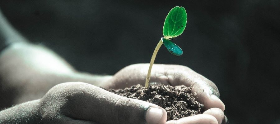 seed growing in hands web banner